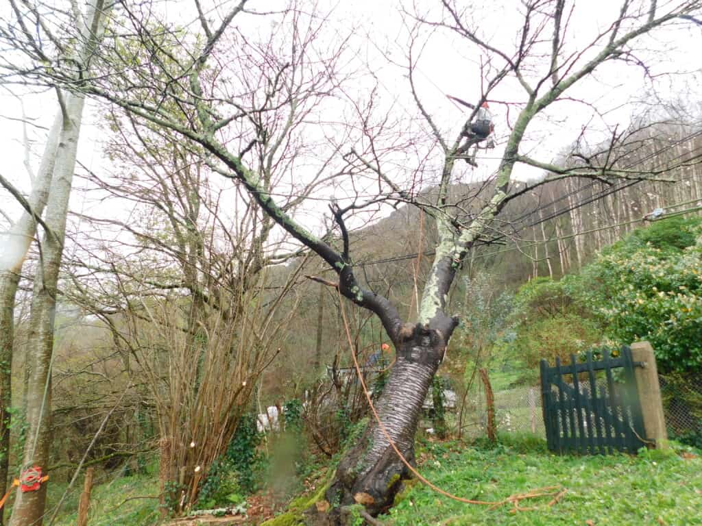 Intervention d'urgence élagage Pays Basque & Landes