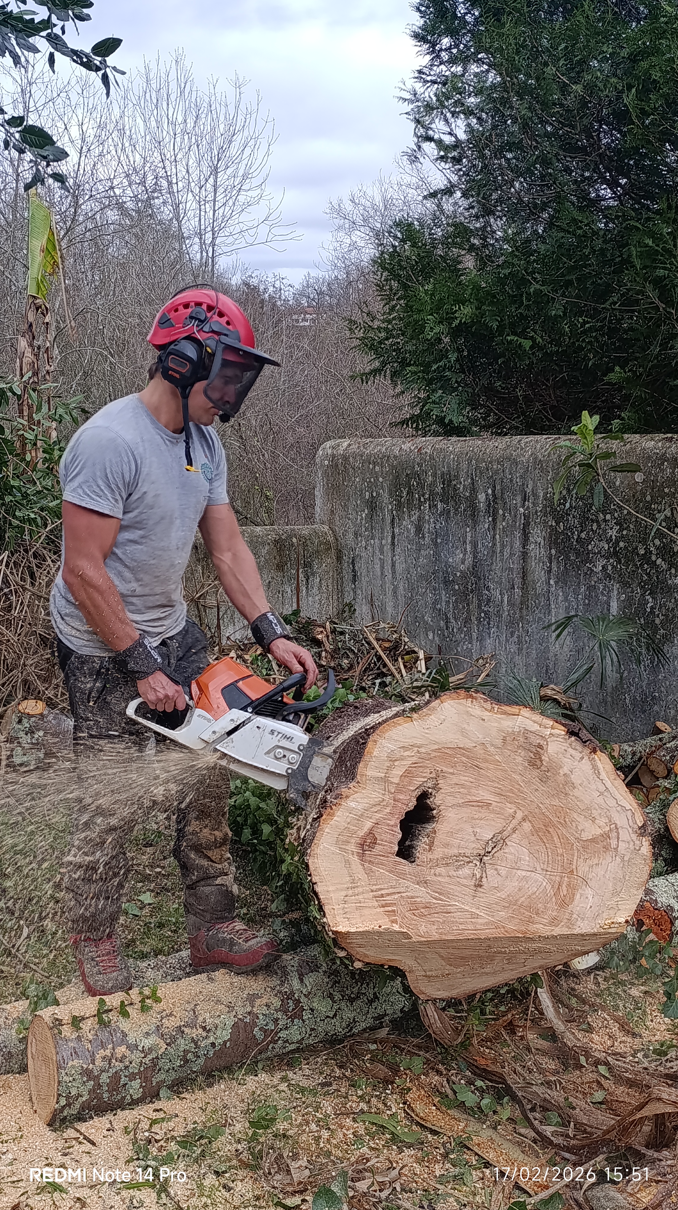 Docteur Tree