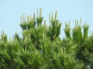 Doctor tree, soin des pins maritimes
