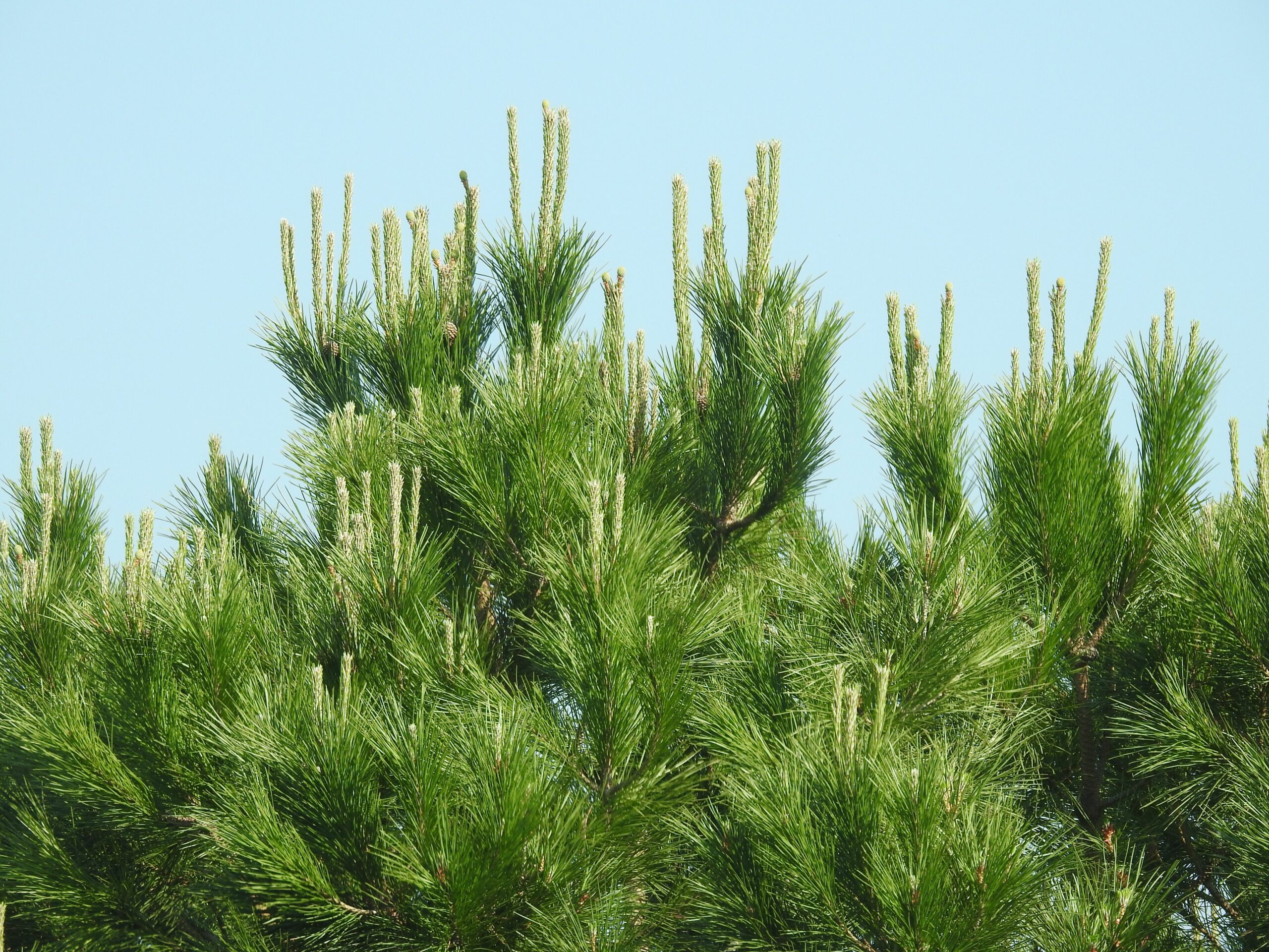 Doctor tree, soin des pins maritimes