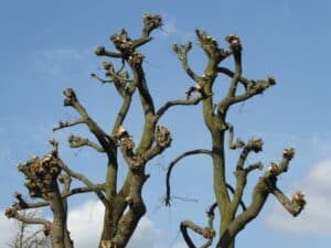 Doctor tree soin des arbres