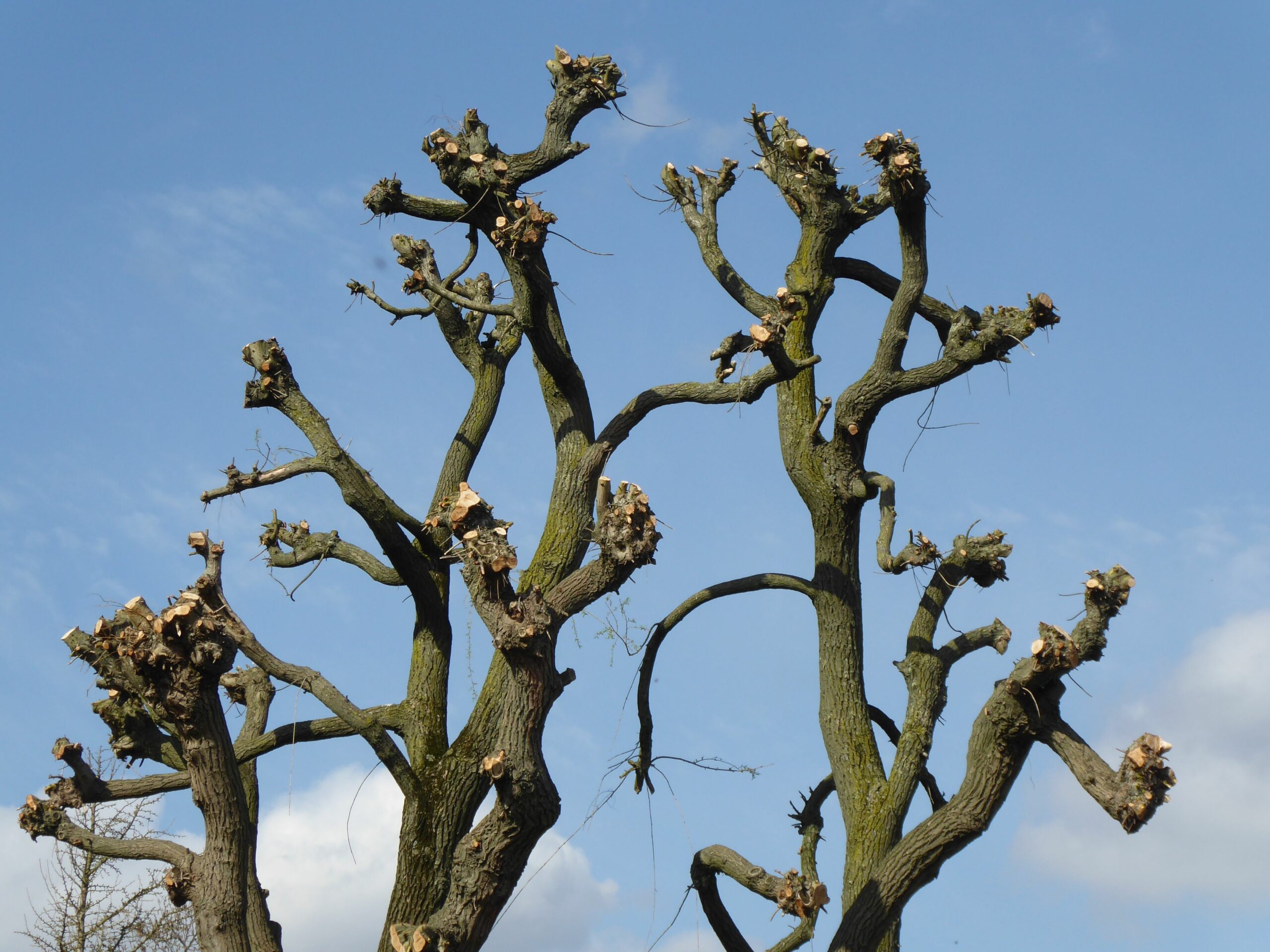 Doctor tree soin des arbres